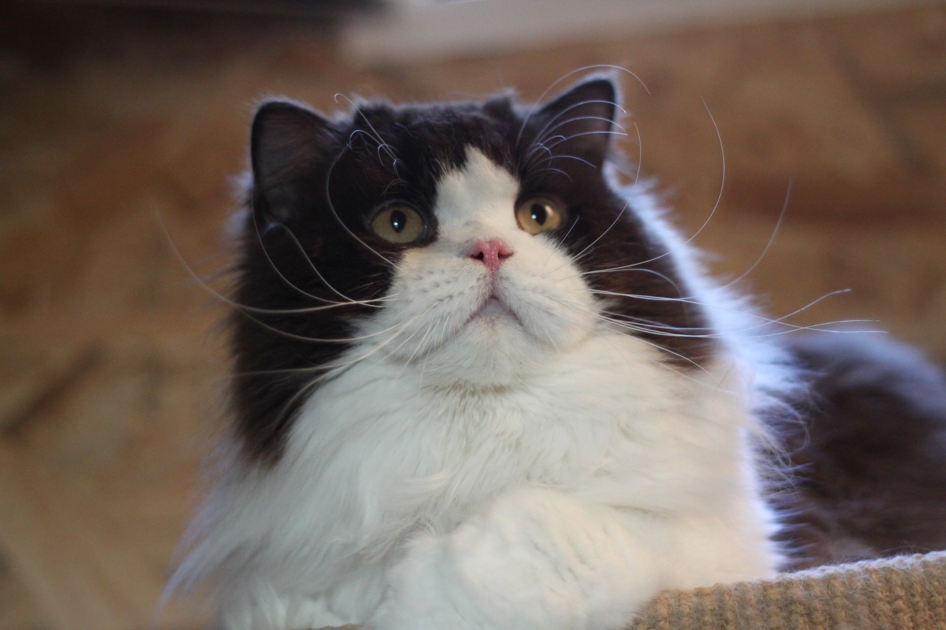 Yuri Air Force Cat*CZ