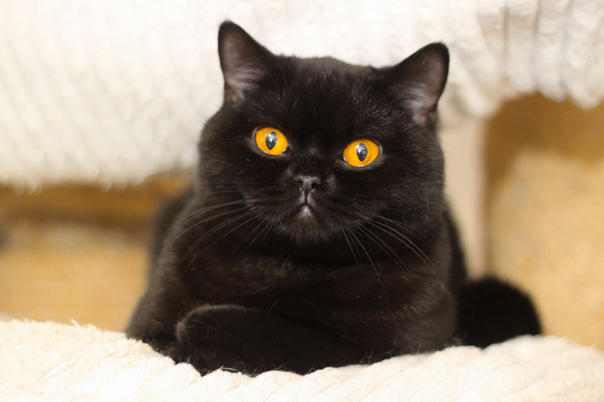 Black Pearl